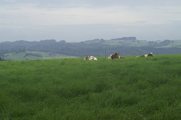 Oberaargau 2011_16